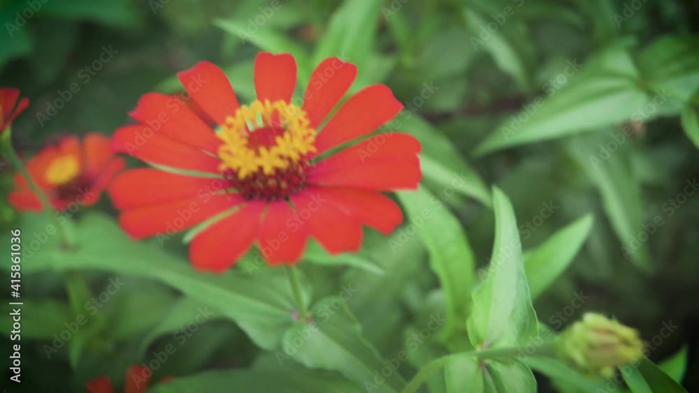 Red Zinnia rose and orange sunflower close up view with green leaf blurry background. Shot using trucking right movement Red Zinnia rose and orange sunflower close up view with green leaf blurry background. Shot using trucking right movement