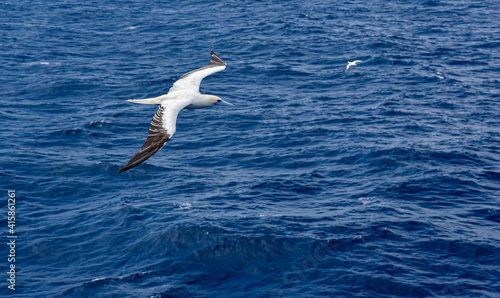 Seabird Masked, Blue-faced Booby (Sula dactylatra) flying over the blue and calm ocean. Seabird is hunting for flying fish jumping out of the water. © Mariusz