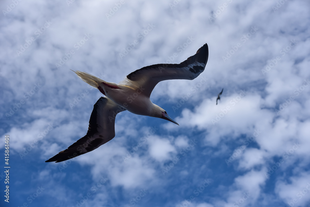 Obraz premium Seabird Masked, Blue-faced Booby (Sula dactylatra) flying over the blue and calm ocean. Seabird is hunting for flying fish jumping out of the water.