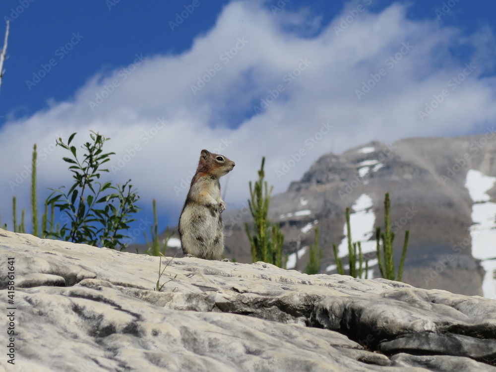 a chipmunk on a rock at the Marble Canyon, Kooteney National Park, Rocky Mountains, British Columbia, Canada, July
