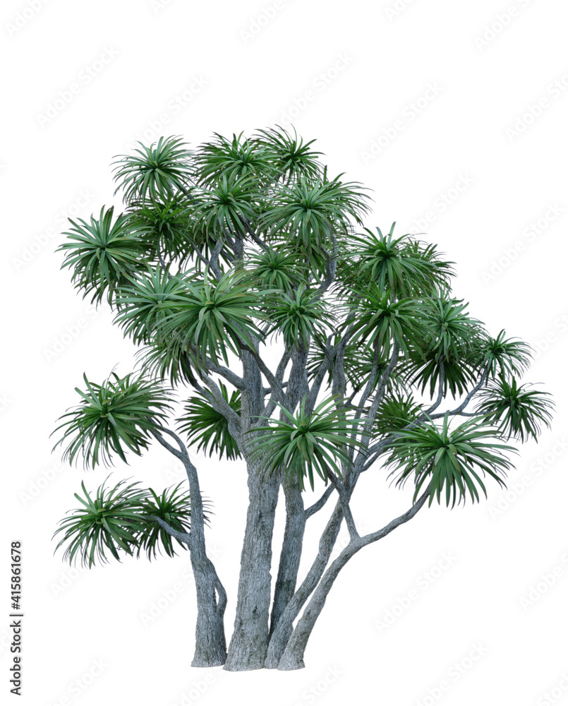 cabbage palm christmas tree isolated on white cabbage palm christmas tree isolated on white