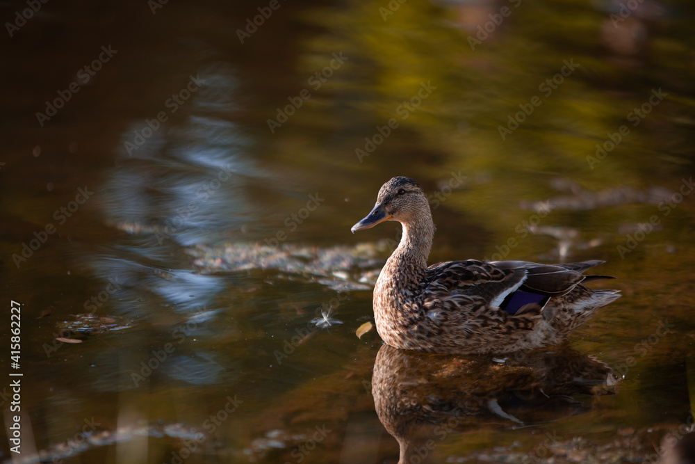 Brown duck swimming in seaweed pond, side view Brown duck swimming in seaweed pond, side view