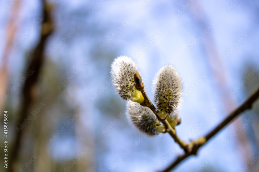 Willow branches with buds before flowering. Spring. Fluffy tree buds Willow branches with buds before flowering. Spring. Fluffy tree buds