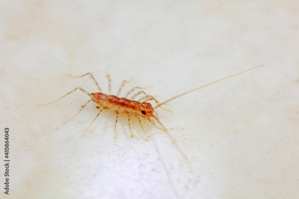 common house centipede on a white background, North China common house centipede on a white background, North China