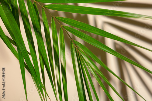 Green palm leaf and the shadow on the wall