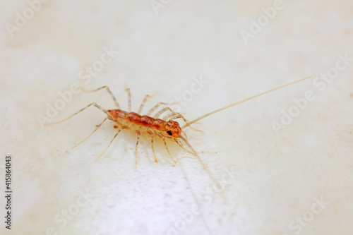 common house centipede on a white background, North China