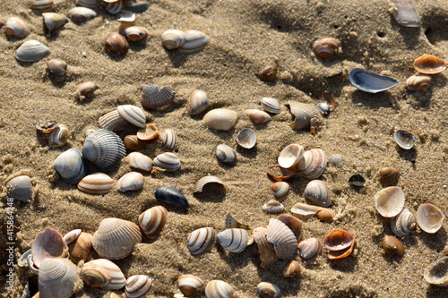 Tableau sur toile A collection of shells in the beach sand close to Den Helder in the Netherlands