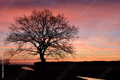 Beautiful tree in silhouette before a dawn sunrise close to Vinkel in the Netherlands