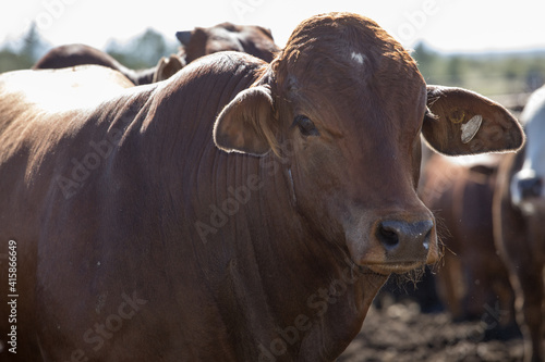 Feedlot cattle 26 photo