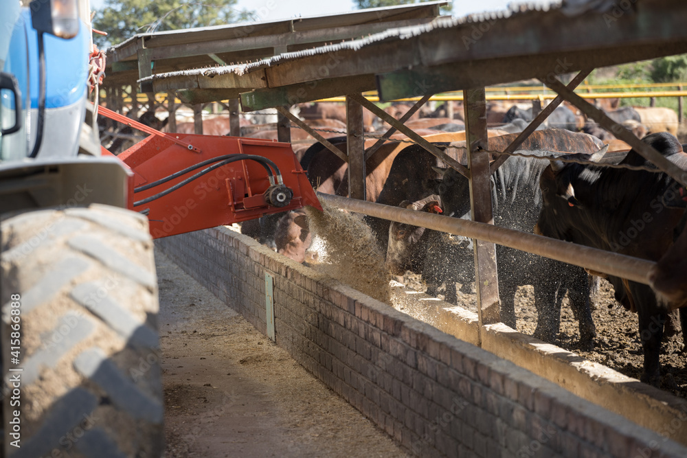 Feedlot cattle 25