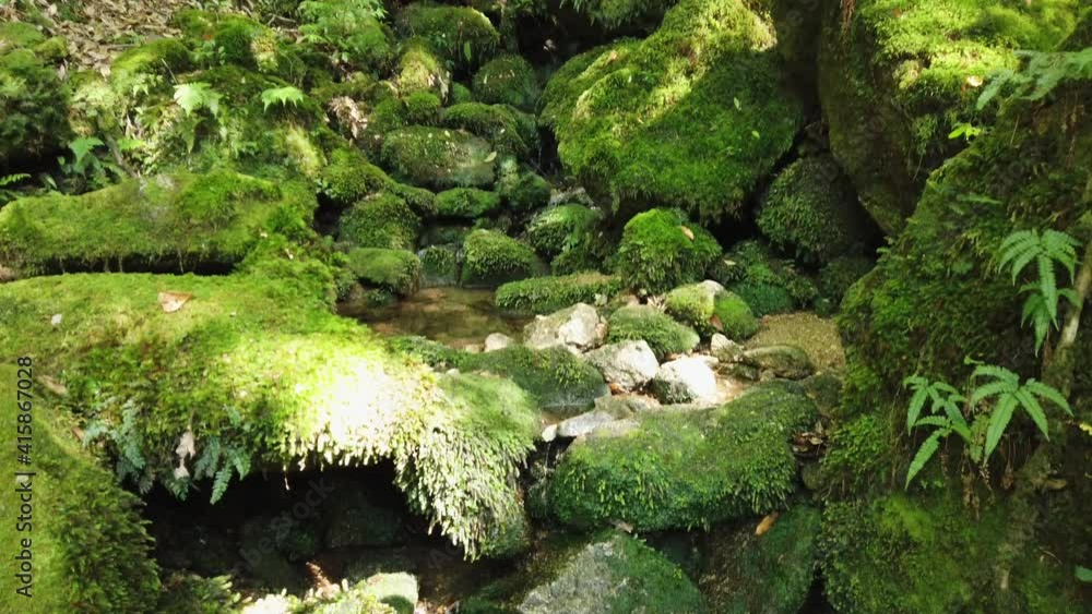 屋久島 白谷雲水峡 太鼓岩 屋久杉 国立公園 鹿児島 屋久島 白谷雲水峡 太鼓岩 屋久杉 国立公園 鹿児島