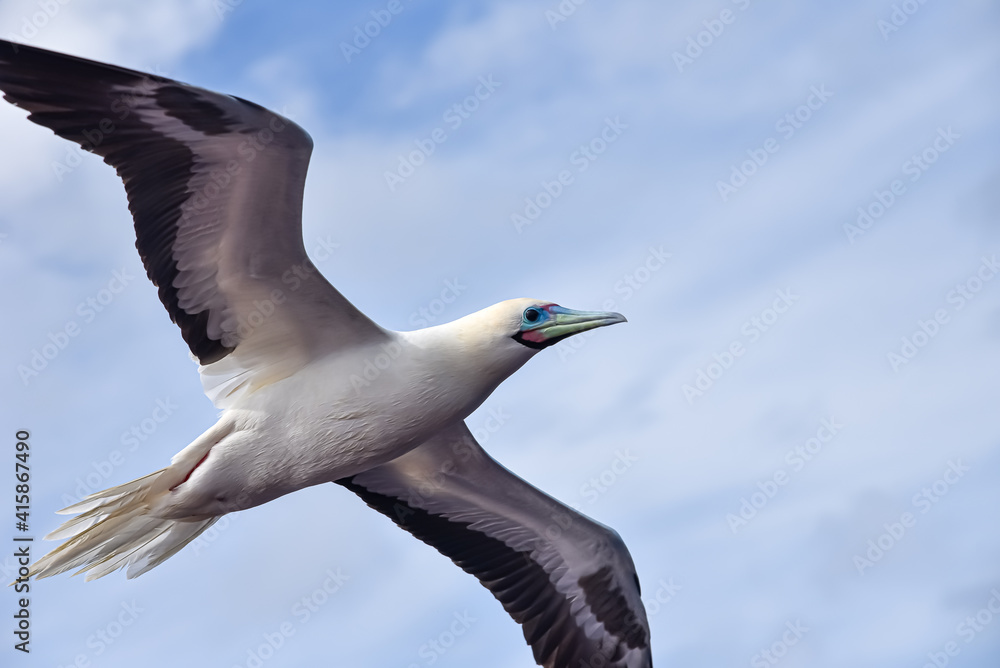 Seabird Masked, Blue-faced Booby (Sula dactylatra) flying over the blue ocean. Seabird is hunting for flying fish jumping out of the water. Seabird Masked, Blue-faced Booby (Sula dactylatra) flying over the blue ocean. Seabird is hunting for flying fish jumping out of the water.