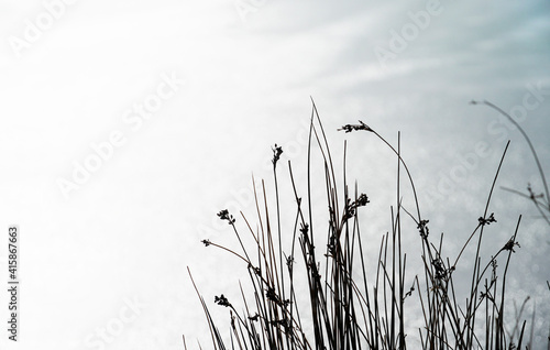 Gras im Winter als Silhouette mit silber schimmerndem  gefrorenen See im Hintergrund.