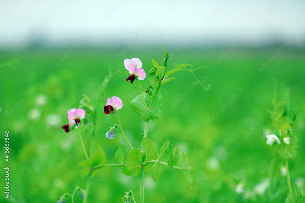 Red pea flowers in farmland, North China Red pea flowers in farmland, North China