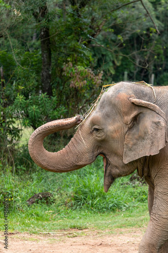 Asia elephant or Asiatic elephant © Casa.da.Photo