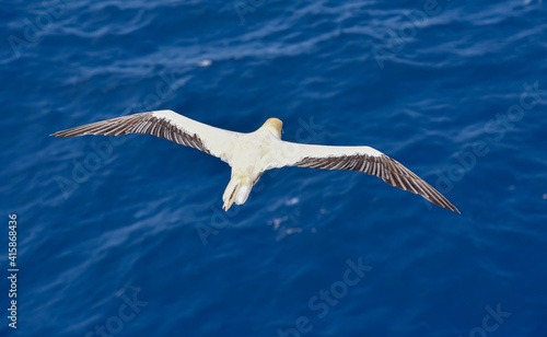Seabird Masked, Blue-faced Booby (Sula dactylatra) flying over the blue ocean. Seabird is hunting for flying fish jumping out of the water. © Mariusz