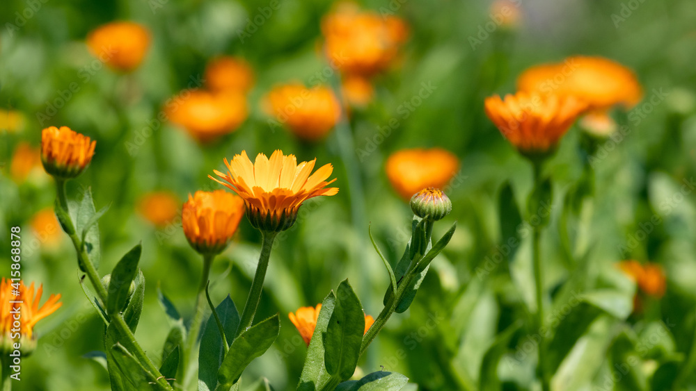 Calendula flowers in the garden, calendula flowering, calendula - a medicinal plant Calendula flowers in the garden, calendula flowering, calendula - a medicinal plant