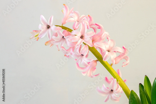 Delicate pink inflorescences of hyacinth on a light gray background.
