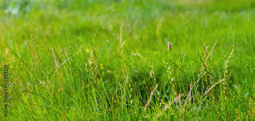 Summer background with green grass, green grass on a meadow in the woods
