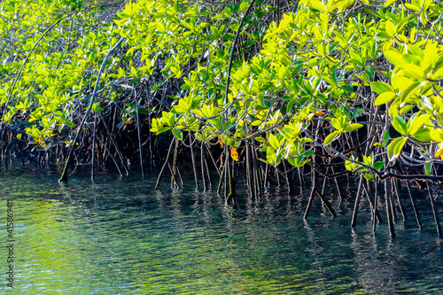 Landscapes of Elizabeth Bay on Isabella Island in the Galapagos Islands