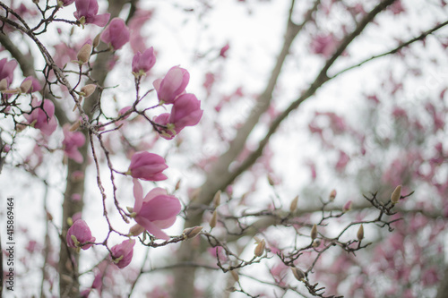 blossom in spring