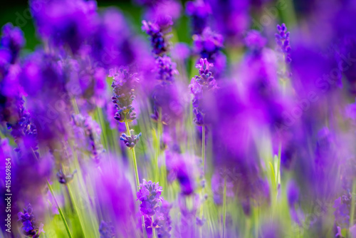 Lavender Flowers growing in spring