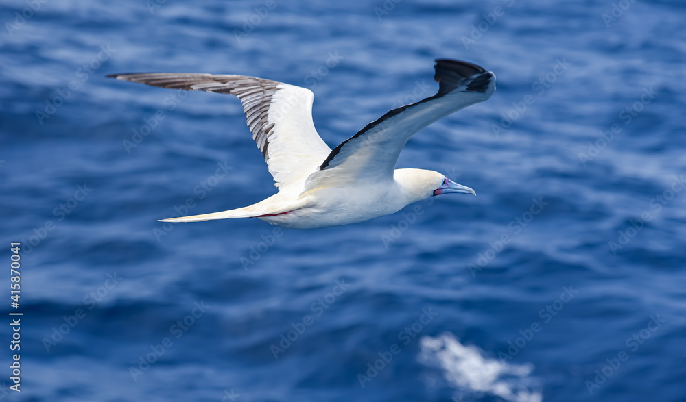 Seabird Masked, Blue-faced Booby (Sula dactylatra) flying over the blue ocean. Seabird is hunting for flying fish jumping out of the water. Seabird Masked, Blue-faced Booby (Sula dactylatra) flying over the blue ocean. Seabird is hunting for flying fish jumping out of the water.