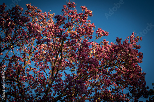 Pink Magnolia Flower