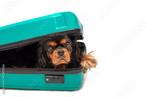 Dog Cavalier King Charles Spaniel lies in suitcase and looking into camera. Isolated on white background. Travel. concept. Copy space photo