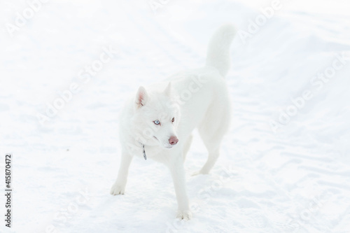 husky on a walk on a cold winter day
