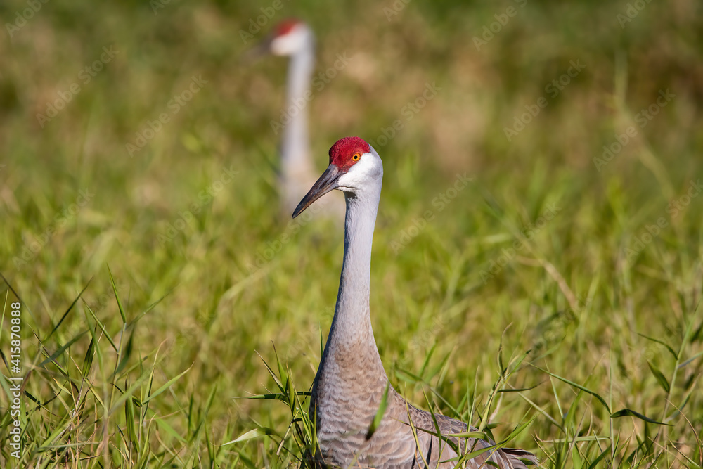 Fototapeta premium Sand Hill Crane in the Tall Grass of the shore line, Lake Kissimmee, Florida