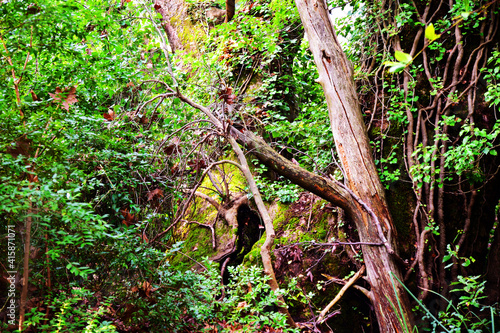 The mediterranean evergreen hard-leaved forest