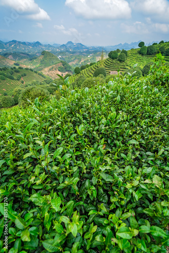 Beautiful  shot of a tea plantation  on a sunny day
