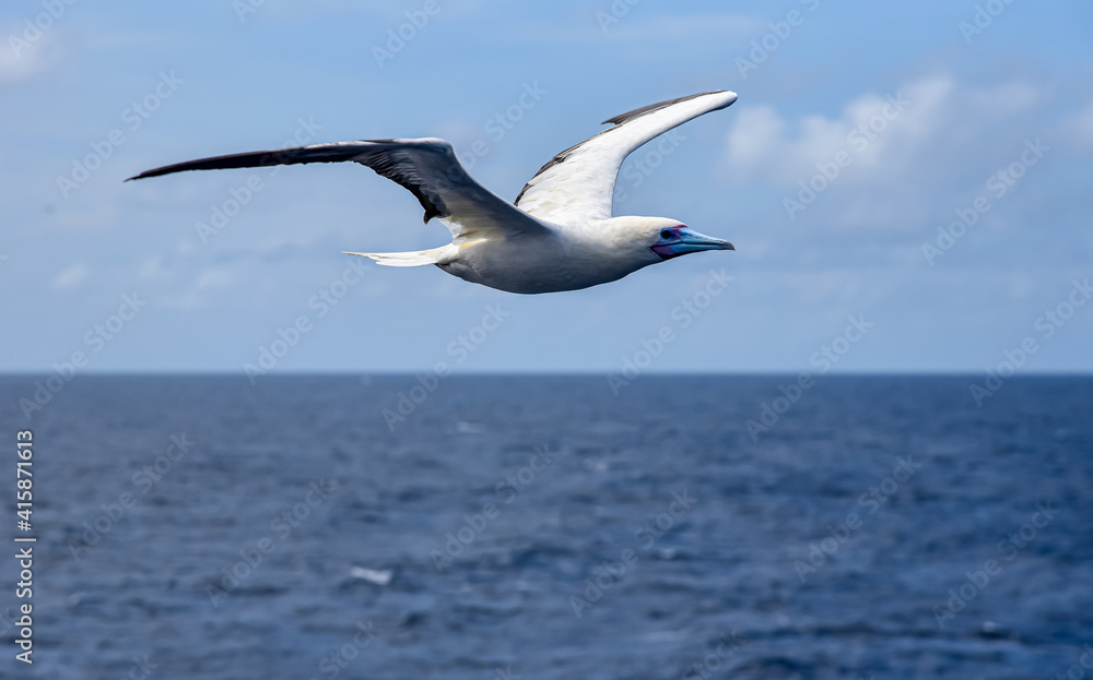 Seabird Masked, Blue-faced Booby (Sula dactylatra) flying over the blue ocean. Seabird is hunting for flying fish jumping out of the water. Seabird Masked, Blue-faced Booby (Sula dactylatra) flying over the blue ocean. Seabird is hunting for flying fish jumping out of the water.