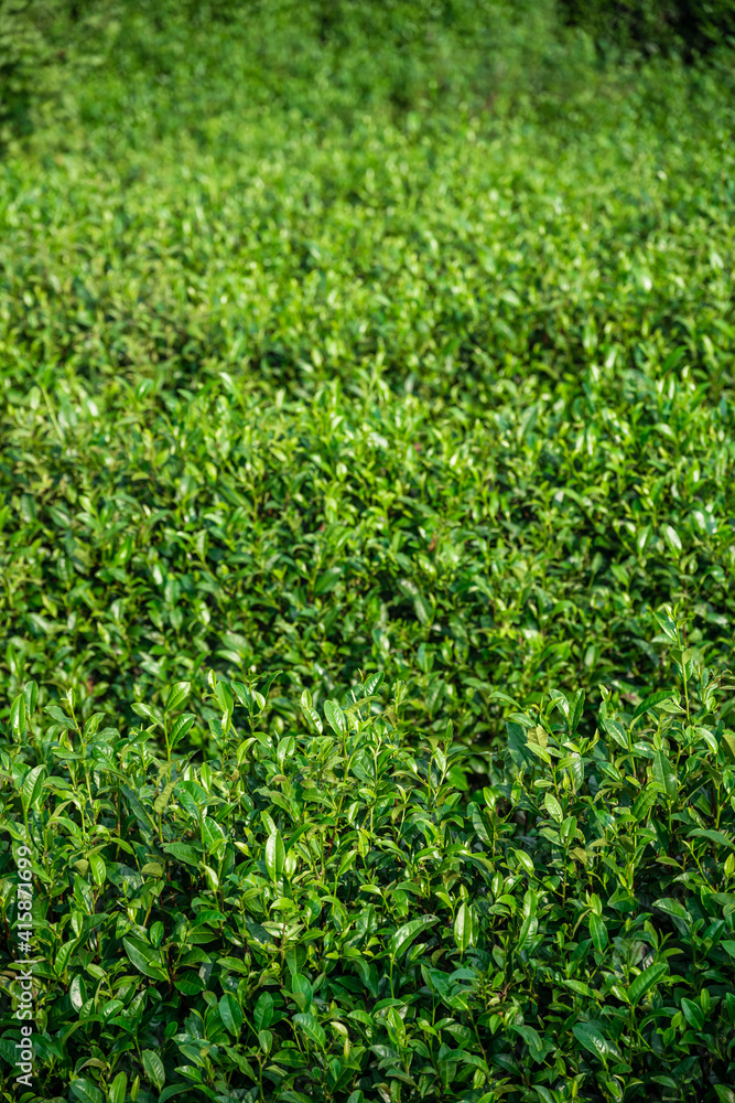 Tea bushes on a tea plantation  on a sunny day