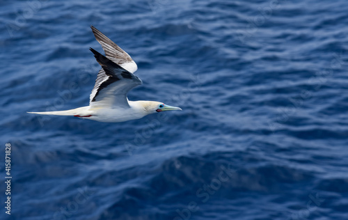 Seabird Masked  Blue-faced Booby  Sula dactylatra  flying over the blue ocean. Seabird is hunting for flying fish jumping out of the water.