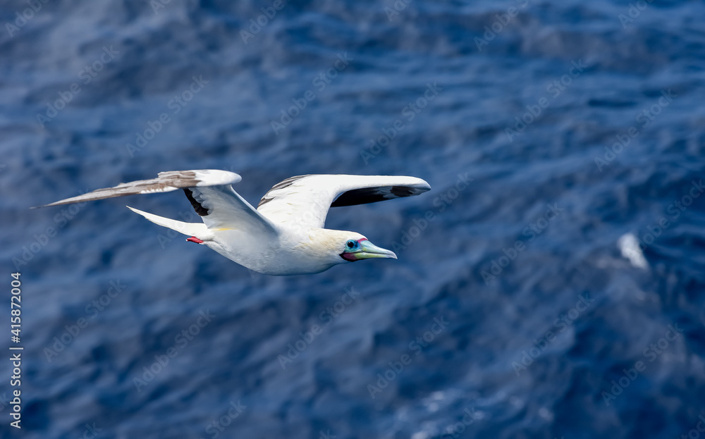 Obraz premium Seabird Masked, Blue-faced Booby (Sula dactylatra) flying over the blue ocean. Seabird is hunting for flying fish jumping out of the water.