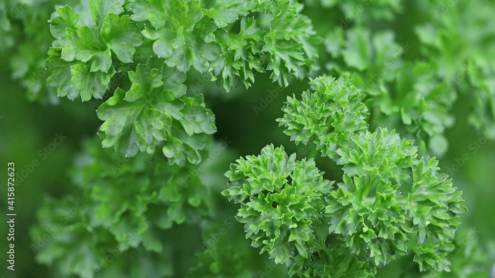 close up of green curly parsley leaf, fresh herbs background