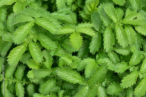 Gänsefingerkraut - Heilkraut - Potentilla anserina
