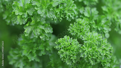 close up of green curly parsley leaf  fresh herbs background