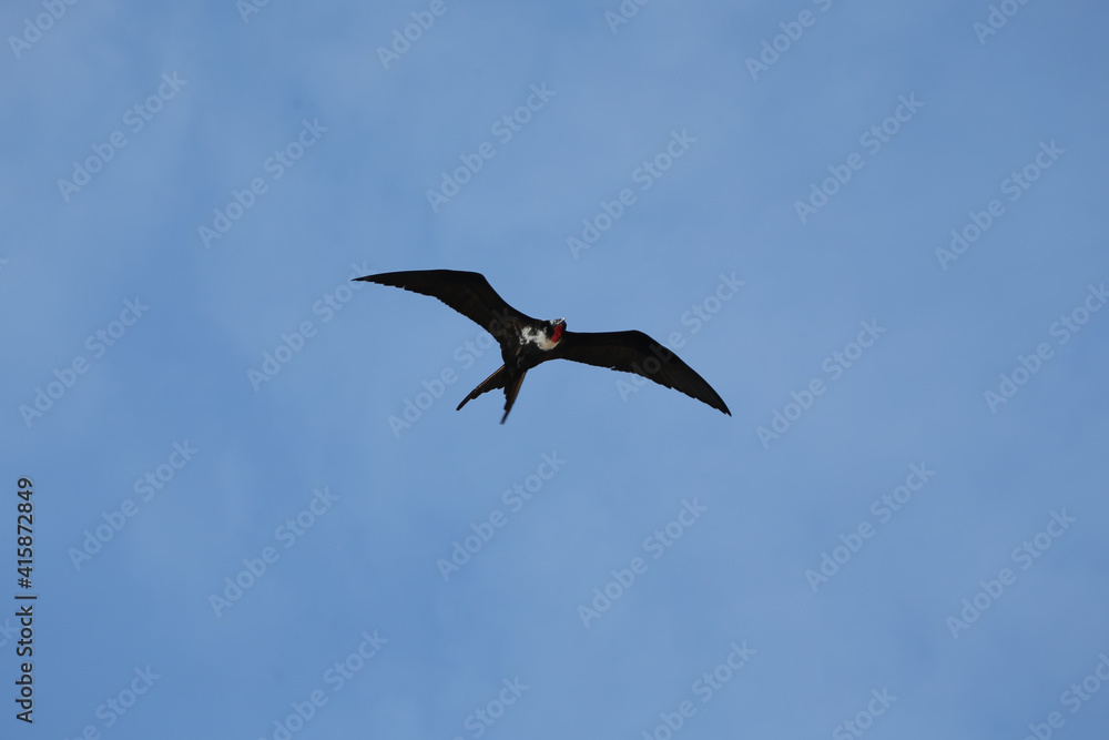 Obraz premium Magnificent Frigate Bird Soaring through the skies of the Galapagos