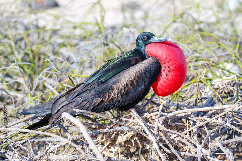 Naklejka premium Magnificent Frigate Bird Nesting in the Galapagos