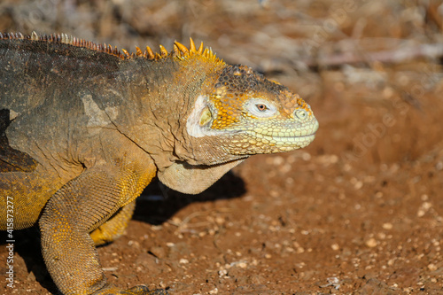 Land iguana on the shores of North Seymour in the Galapagpos