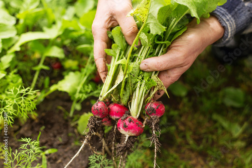 Farmer hands harvesting organic fresh dirty radish harvest in ground in garden photo