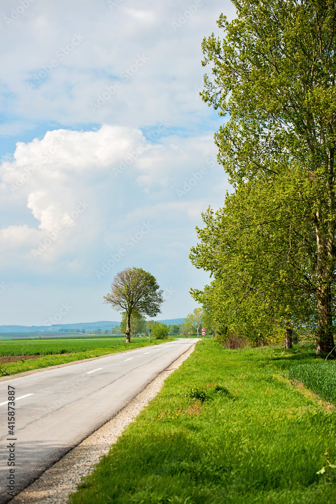 Fototapeta premium A tree by the roadside