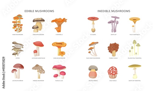 Edible and inedible forest wild mushrooms flat vector illustrations isolated.