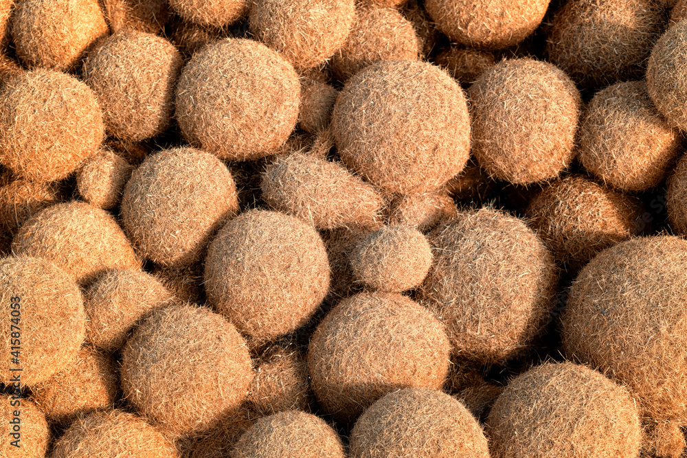 Close up on thousands of ball-shaped algae. Hundreds of sphere of poseidon beside the sea in a sunny day. Brown egagrophilus over the sand in the beach also called Neptune's balls or sea's kiwi. Close up on thousands of ball-shaped algae. Hundreds of sphere of poseidon beside the sea in a sunny day. Brown egagrophilus over the sand in the beach also called Neptune's balls or sea's kiwi.