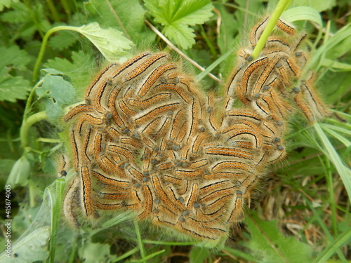 Wolfsmilch-Ringelspinner