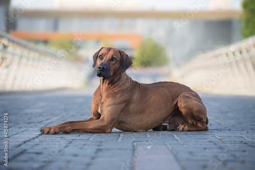 Portrait of a beautiful rhodesian ridgeback dog on the bridge. © Osetrik