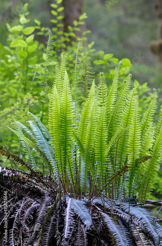Western sword fern (Polystichum munitum), Carmanah Walbran Provincial Park, British Columbia, Canada photo